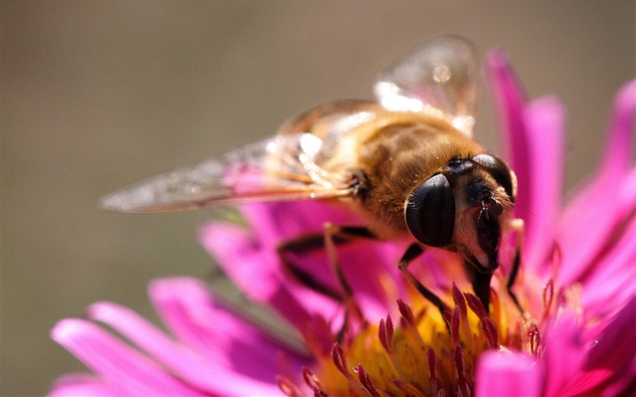 flor pétalas de rosa, abelha inseto, pistilo Papéis de Parede, imagem