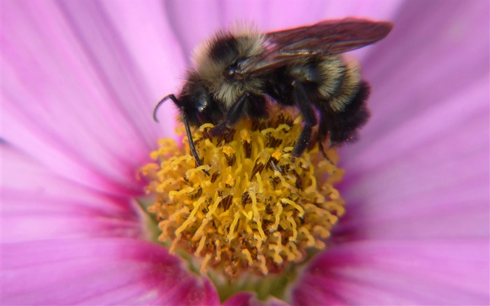 pétalas de rosa flor, pistilo, abelha inseto close-up Papéis de Parede, imagem