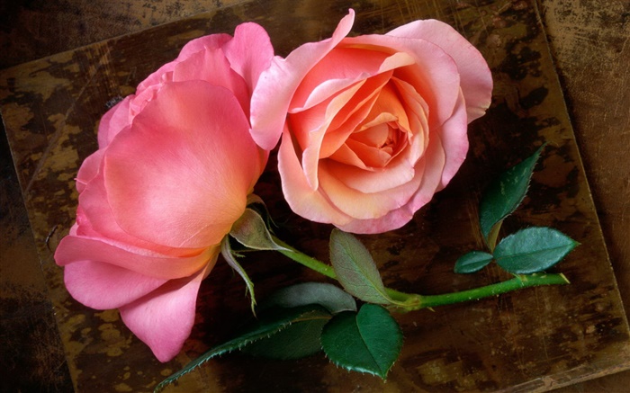 rosas cor de rosa, caule, folha Papéis de Parede, imagem
