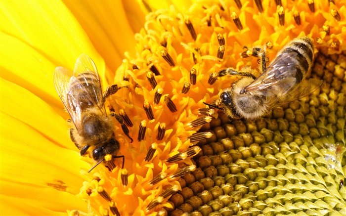 Pistilo, girassol, abelhas Papéis de Parede, imagem