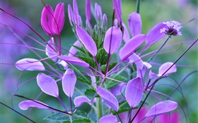 macro planta, folhas, flores roxas HD Papéis de Parede