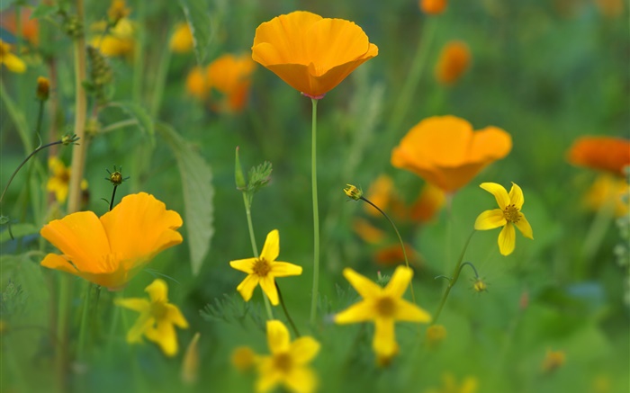 Flores da papoila, flores silvestres amarelas, grama Papéis de Parede, imagem