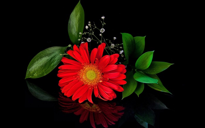 gerbera vermelho, flor close-up, pétalas Papéis de Parede, imagem