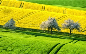 Primavera belo campo de colza, árvores amarelas e verdes,, Alemanha HD Papéis de Parede