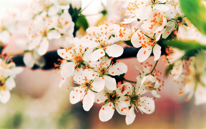 flores da primavera flor, ramos, bokeh Papéis de Parede, imagem