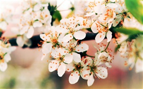 flores da primavera flor, ramos, bokeh HD Papéis de Parede
