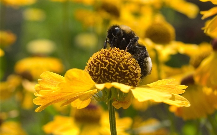 Primavera, flores amarelas, abelha, inseto Papéis de Parede, imagem