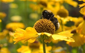 Primavera, flores amarelas, abelha, inseto HD Papéis de Parede