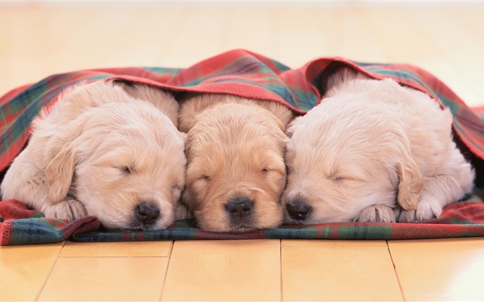 Três filhotes de cachorro do sono Papéis de Parede, imagem