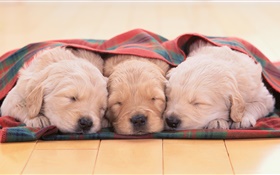 Três filhotes de cachorro do sono