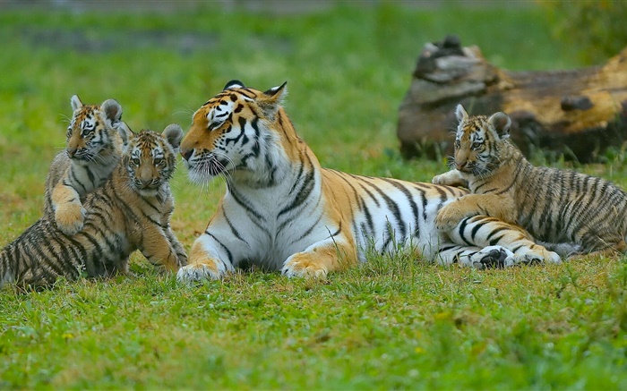 Tigres da família, grama, grandes felinos Papéis de Parede, imagem
