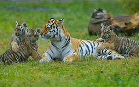 Tigres da família, grama, grandes felinos