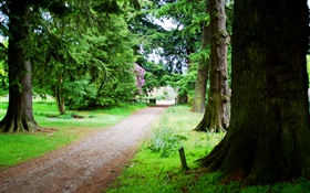 Árvores, estrada, grama, verão HD Papéis de Parede