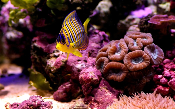 Peixes tropicais do palhaço, água, coral Papéis de Parede, imagem