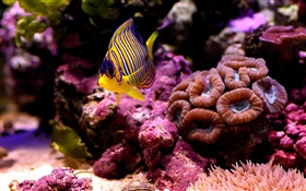 Peixes tropicais do palhaço, água, coral