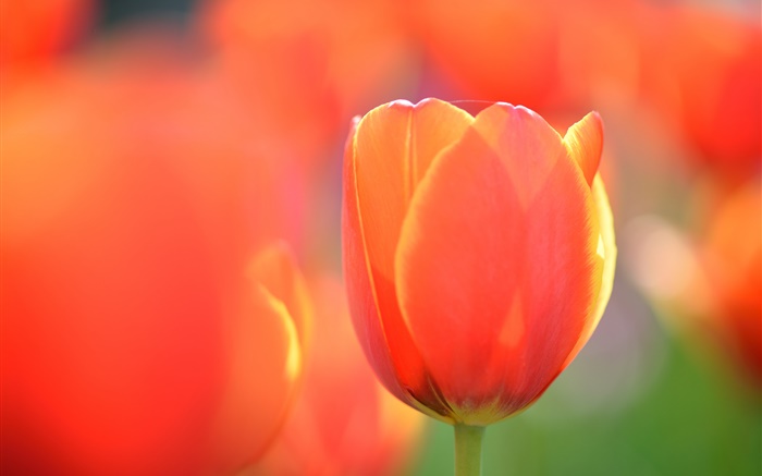 Tulip macro fotografia, flor de laranjeira Papéis de Parede, imagem
