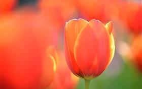 Tulip macro fotografia, flor de laranjeira HD Papéis de Parede