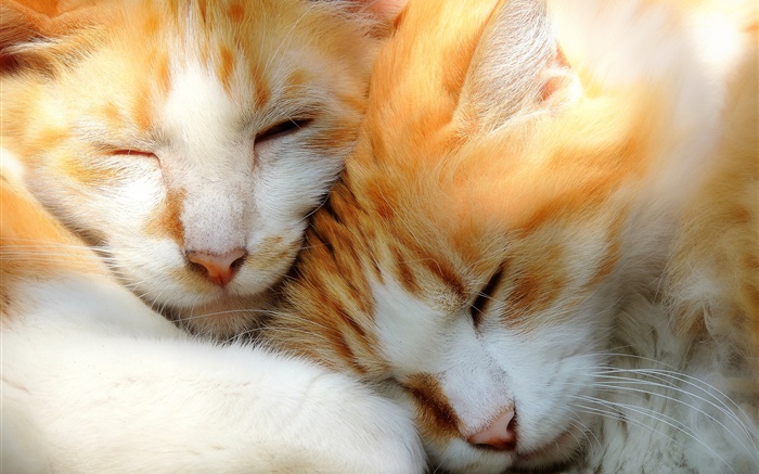 Dois gatinhos do sono Papéis de Parede, imagem