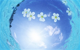 Flores brancas na água, céu azul, sol, Maldivas