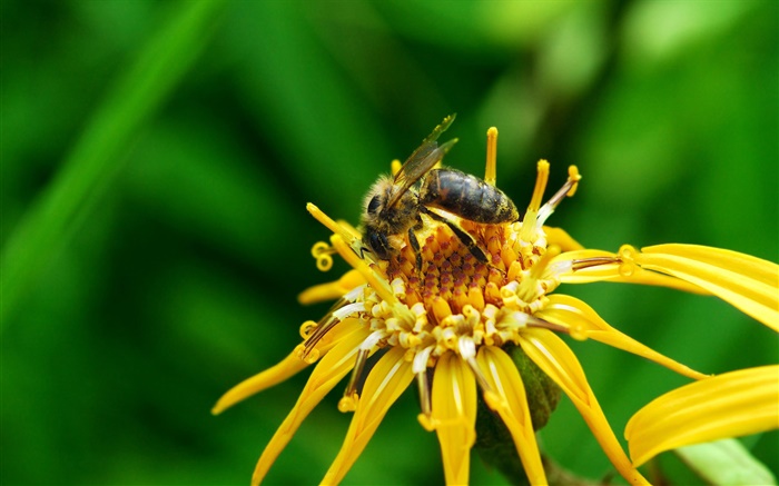 pétalas de flores amarelas, pistilo, abelha inseto Papéis de Parede, imagem