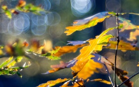 Folhas amarelas, outono, bokeh HD Papéis de Parede