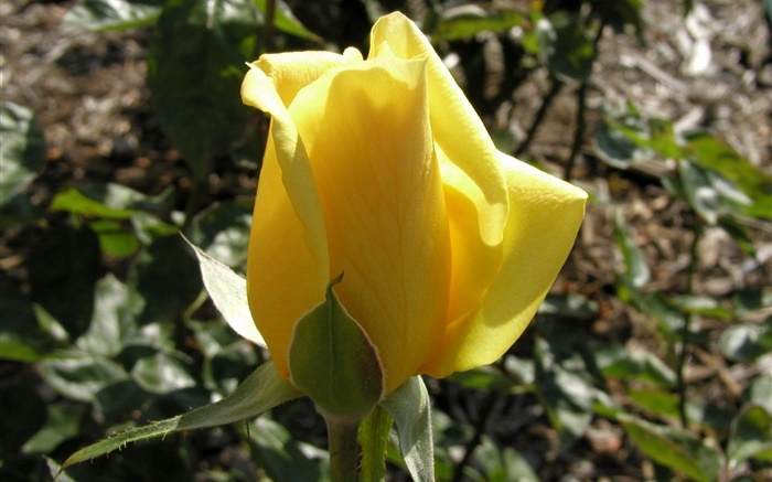botão de flor rosa amarela Papéis de Parede, imagem