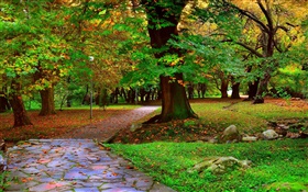 Autumn parque, árvores, passagem, folhas