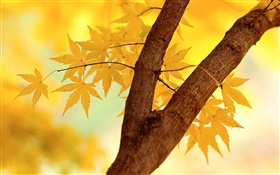 Outono, as folhas amarelas, ramo de árvore