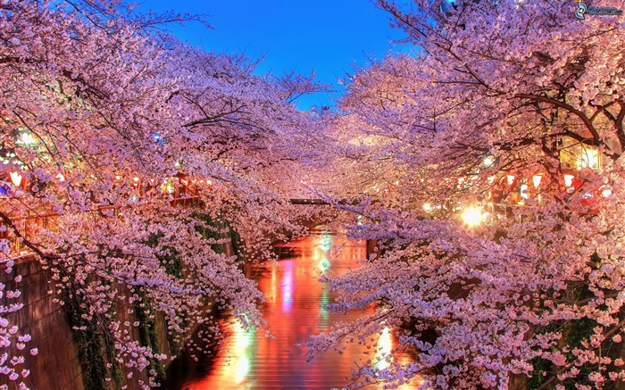 flores de cereja à noite, rio, luzes Papéis de Parede, imagem