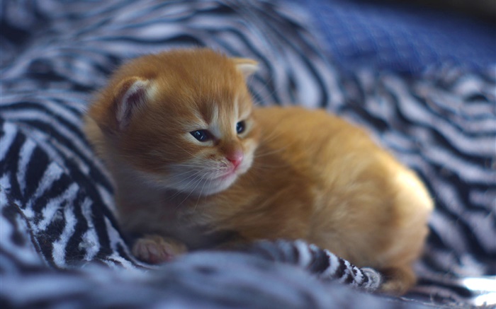 Bebê bonito do gatinho na cama Papéis de Parede, imagem