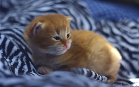 Bebê bonito do gatinho na cama HD Papéis de Parede