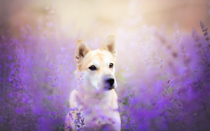 Dog vista de frente, campo de flores Papéis de Parede, imagem