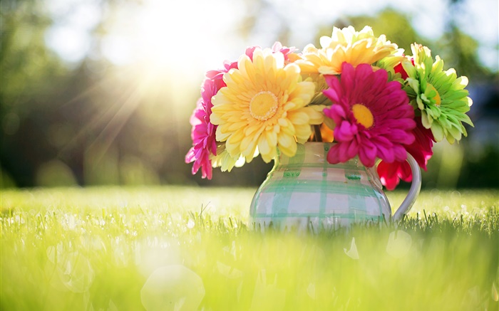 Flowers close-up, gerbera, vaso, relvas, luz solar Papéis de Parede, imagem