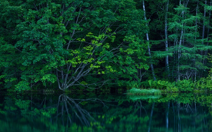 Floresta, árvores, bosque, lago Papéis de Parede, imagem