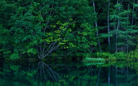Floresta, árvores, bosque, lago