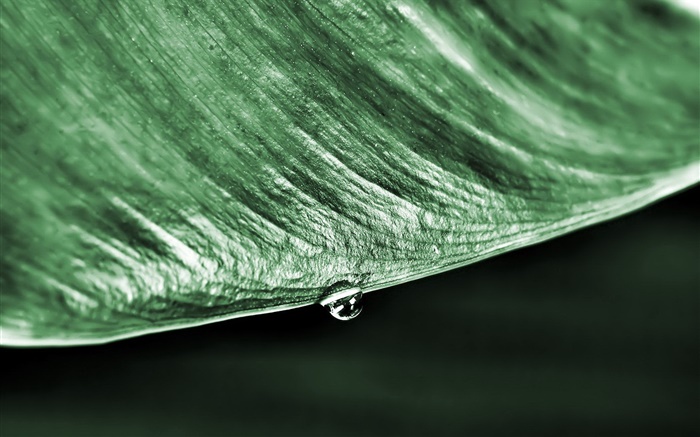 macro folha verde, gota da água, fundo preto Papéis de Parede, imagem