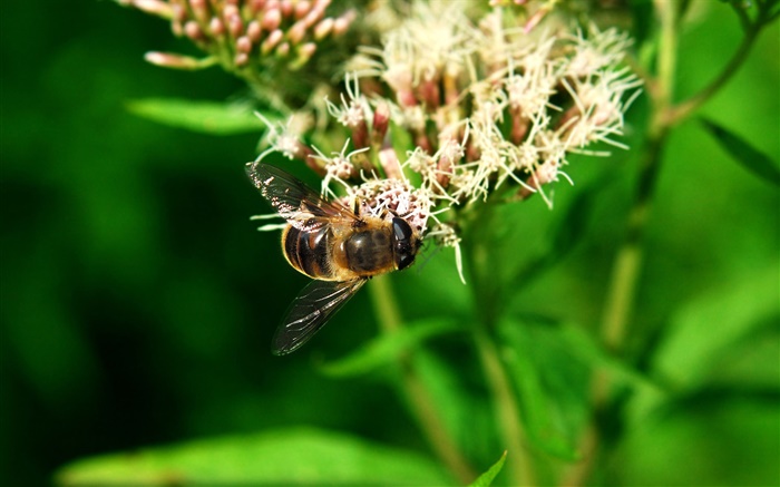 abelha inseto, folhas verdes Papéis de Parede, imagem
