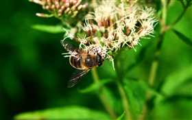 abelha inseto, folhas verdes