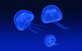 Medusa, mar azul HD Papéis de Parede