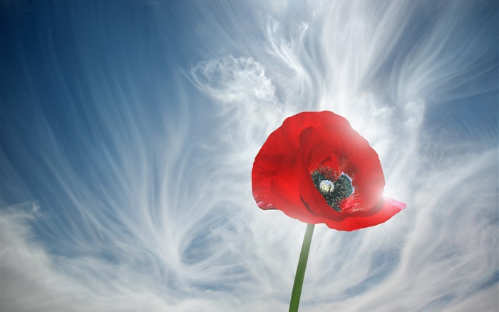 Um vermelho flor da papoila, céu, nuvens Papéis de Parede, imagem