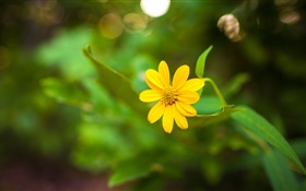 Uma flor amarela close-up, bokeh verde