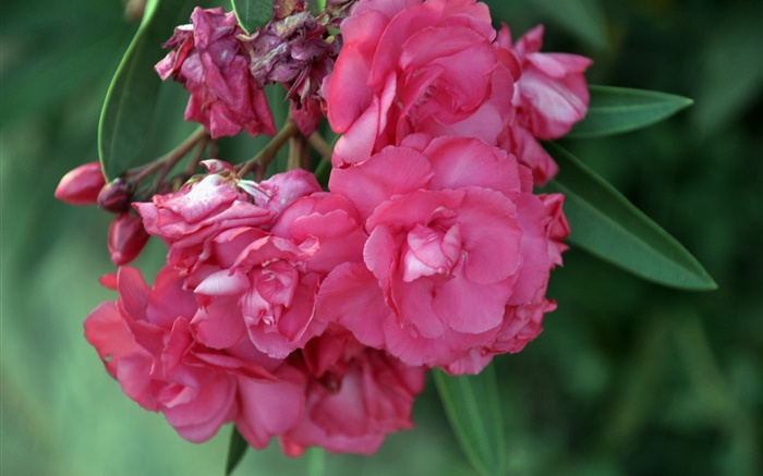 oleander rosa Papéis de Parede, imagem