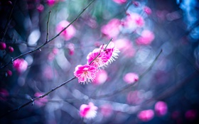 flores de ameixa-de-rosa HD Papéis de Parede
