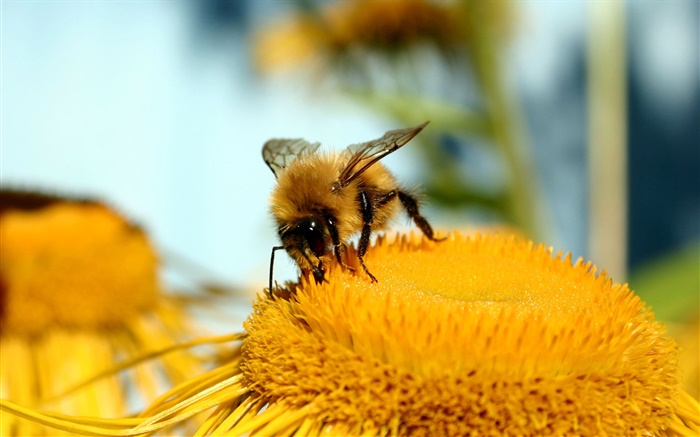 Pistilo, flor, amarelo, abelha, macro fotografia Papéis de Parede, imagem