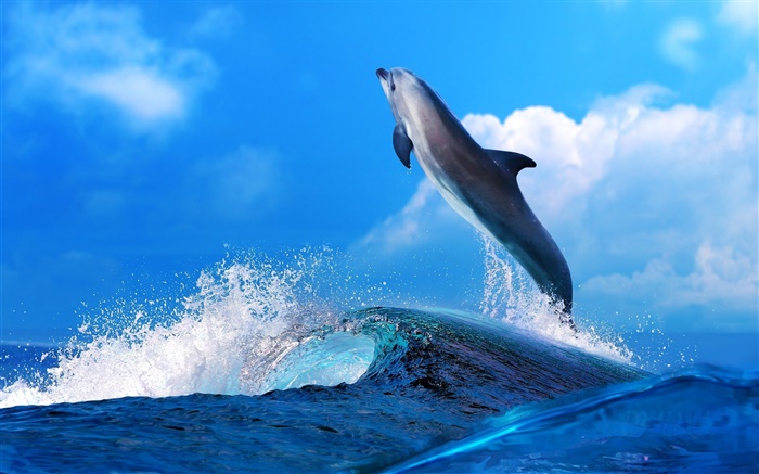 Animais de mar, golfinho, salto, oceano Papéis de Parede, imagem