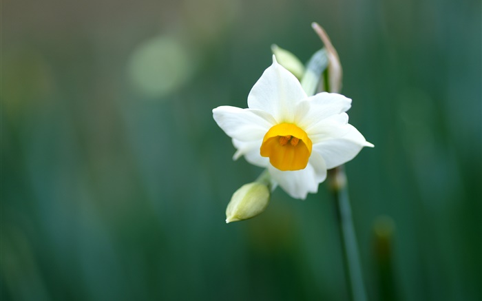 flor de narciso único, pétalas brancas Papéis de Parede, imagem