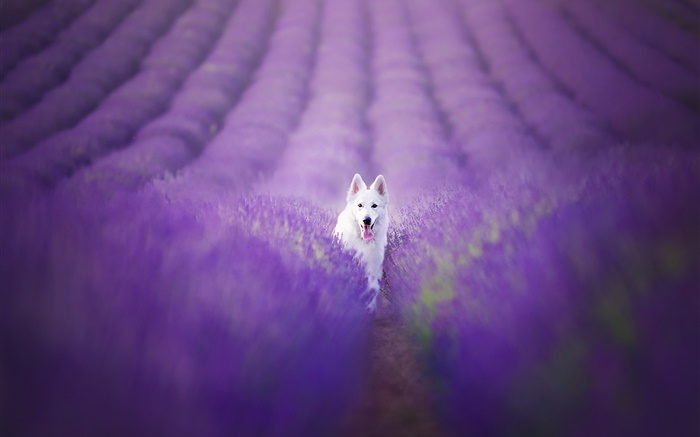 Cão branco no campo da alfazema Papéis de Parede, imagem