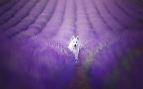 Cão branco no campo da alfazema