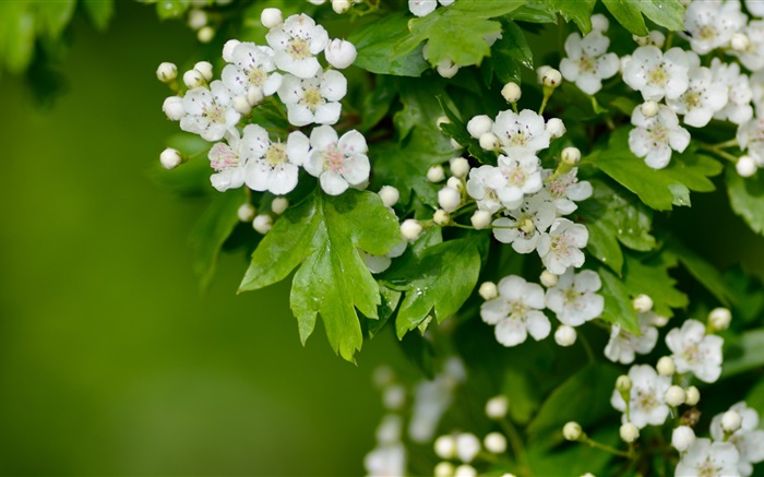 flores de espinheiro branco Papéis de Parede, imagem