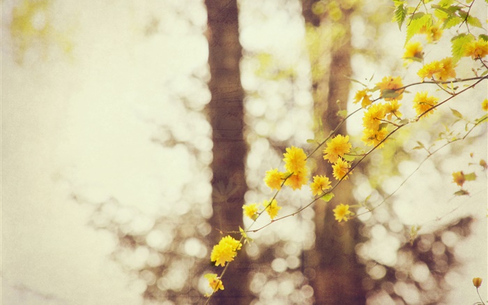 flores amarelas, galhos, árvore, bokeh Papéis de Parede, imagem